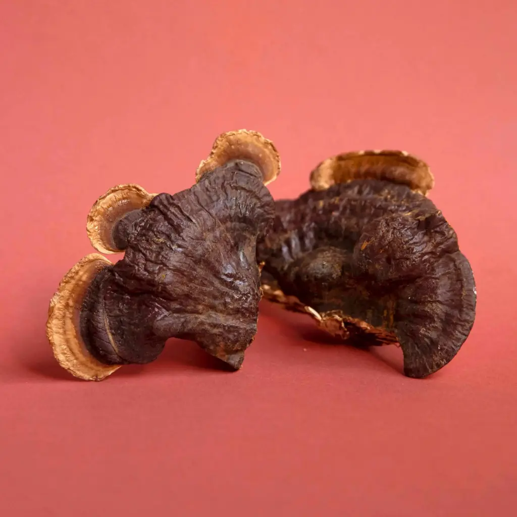 Dried Reishi Mushrooms