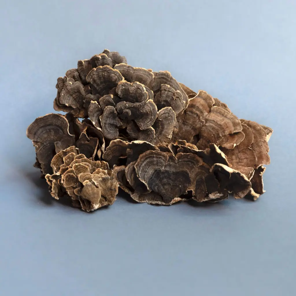 Dried Turkey Tail Mushrooms
