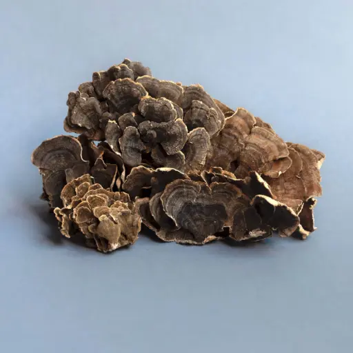Dried Turkey Tail Mushrooms